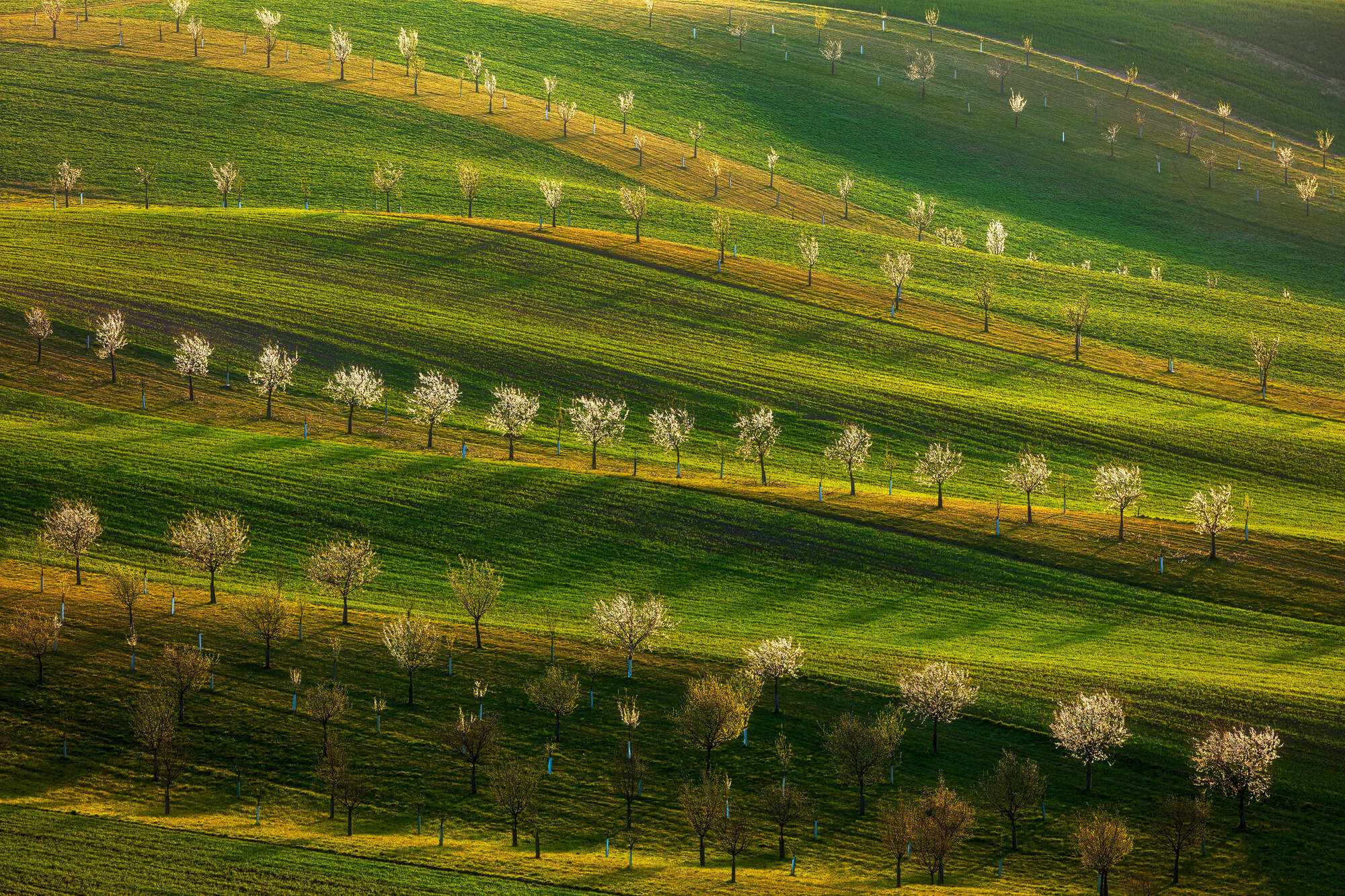 4 Day South Moravia Spring Photo Tour 2024